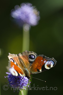 BB 13 0584 / Aglais io / Dagpåfugløye <br /> Succisa pratensis / Blåknapp